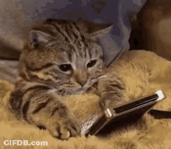 Sleepy Cute Cat Watching Phone GIF