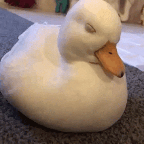 Sleepy Cute Duck GIF