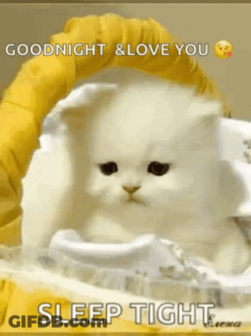 Sleepy Cute Kitten Good Night Love You GIF