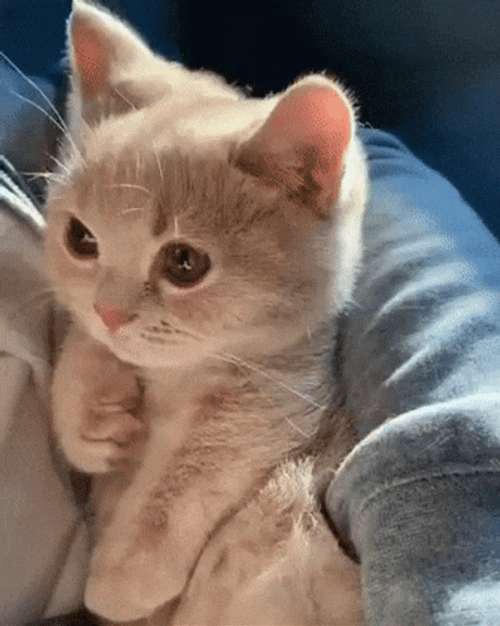 Sleepy Cute Kitten GIF
