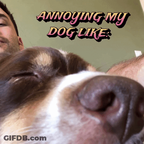 Sleepy Dog Annoying Owner GIF