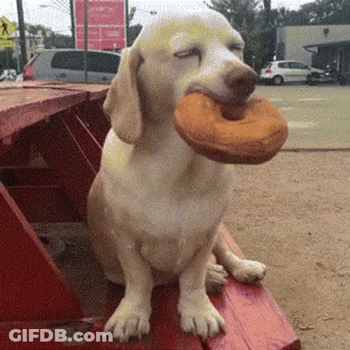 Sleepy Dog Biting Bagel GIF