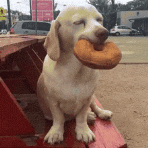 Sleepy Dog Biting Donut GIF