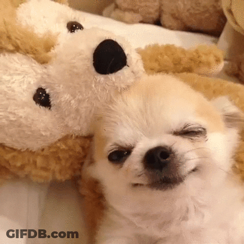 Sleepy Dog Cozy Chihuahua GIF