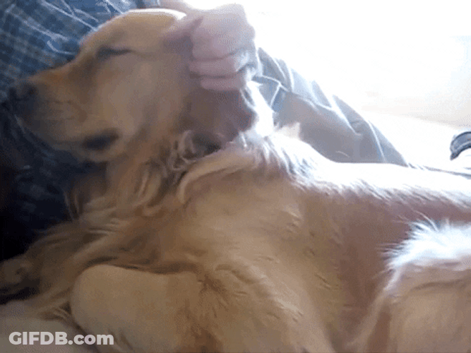 Sleepy Dog Cuddle Tired GIF