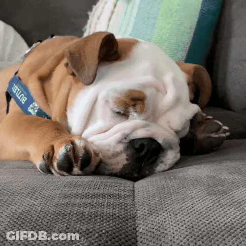Sleepy Dog Disturbed What GIF