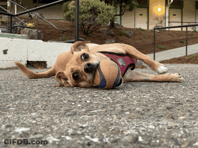 Sleepy Dog Dreaming Food GIF