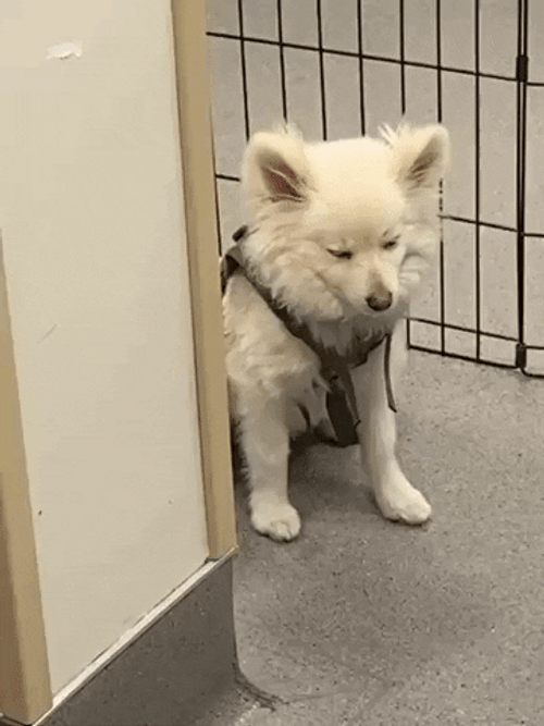 Sleepy Dog Drowsy Falling GIF