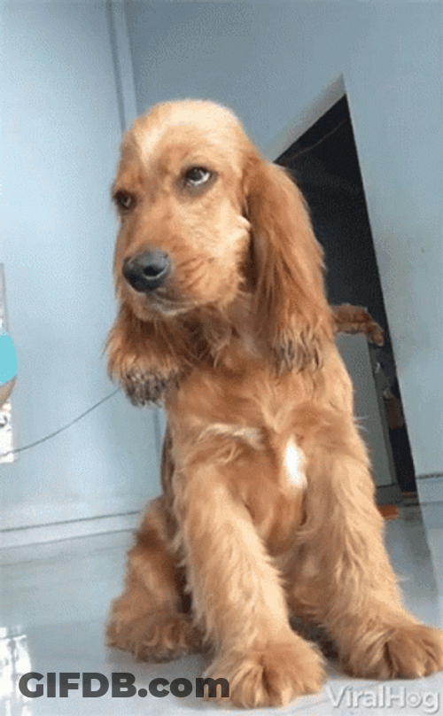 Sleepy Dog Drowsy GIF