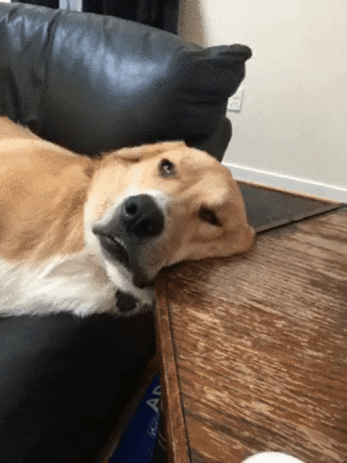 Sleepy Dog Eyes Open GIF