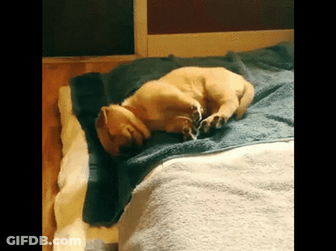 Sleepy Dog Falling From Bed GIF
