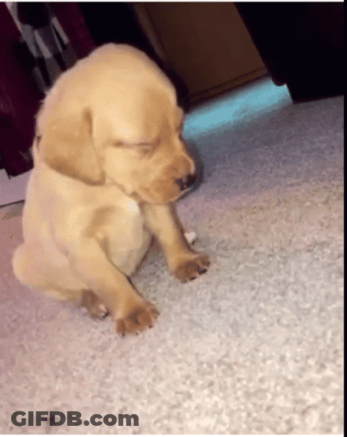 Sleepy Dog Falling Puppy GIF