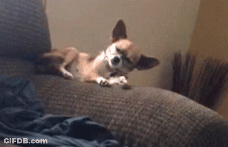 Sleepy Dog Falling GIF
