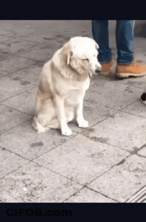 Sleepy Dog Falling Streets GIF