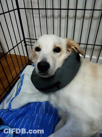 Sleepy Dog GIF