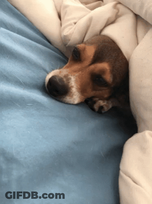 Sleepy Dog Glancing GIF