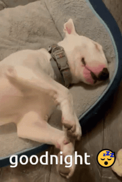 Sleepy Dog Good Night Bull Terrier GIF