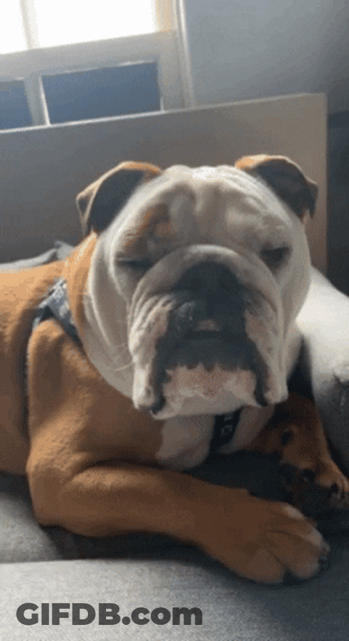 Sleepy Dog Good Night Bulldog GIF