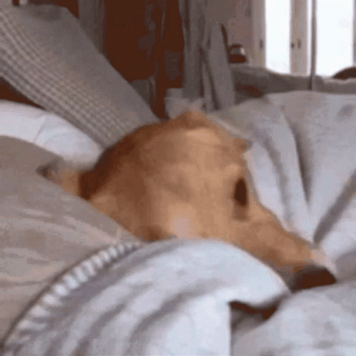 Sleepy Dog Good Night Yawn GIF