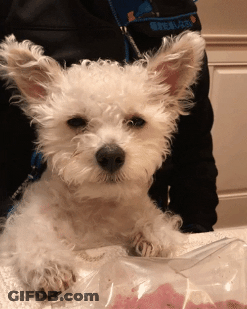 Sleepy Dog Grumpy GIF