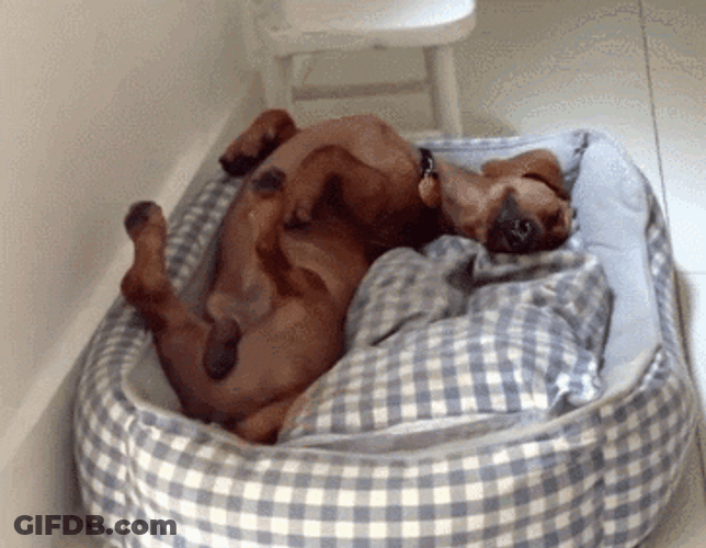 Sleepy Dog Happy Tail Wag GIF