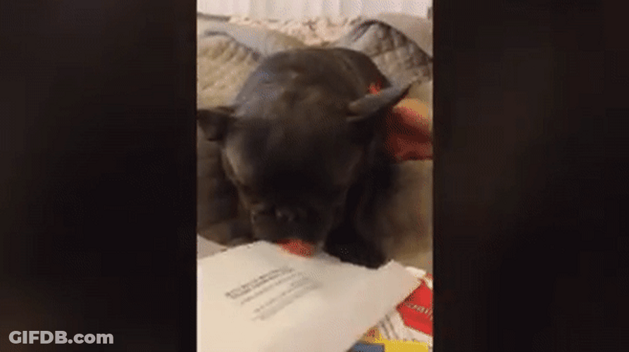 Sleepy Dog Here You Go GIF