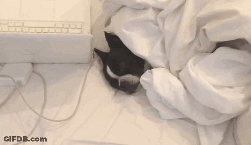 Sleepy Dog Huh GIF