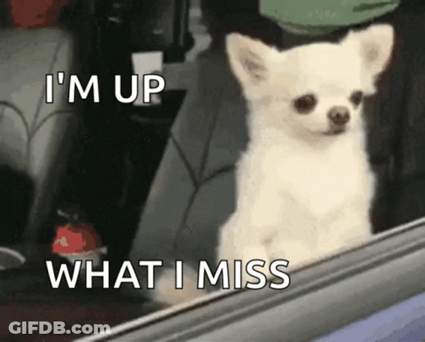 Sleepy Dog Im Awake GIF