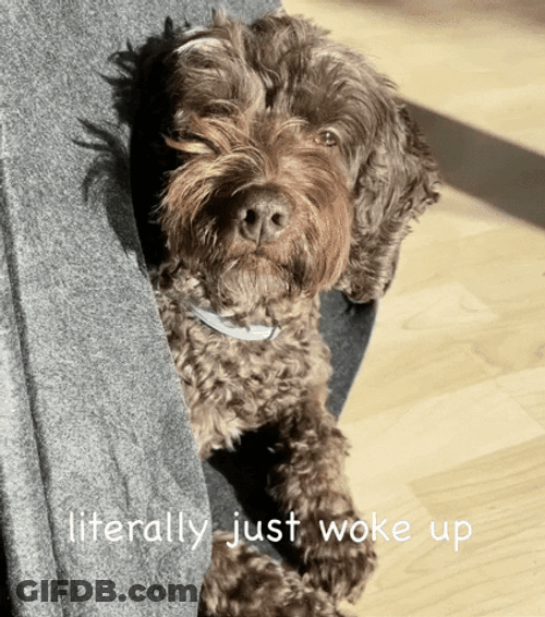 Sleepy Dog Just Woke Up GIF
