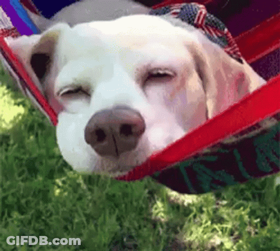 Sleepy Dog Nap Outside GIF
