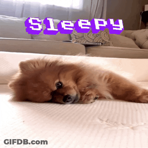 Sleepy Dog Pomeranian GIF