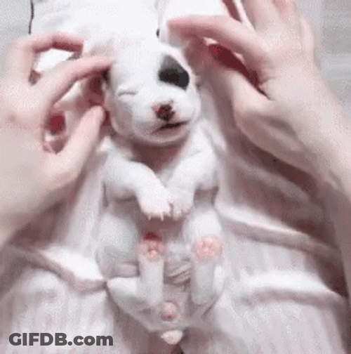 Sleepy Dog Puppy Yawn GIF