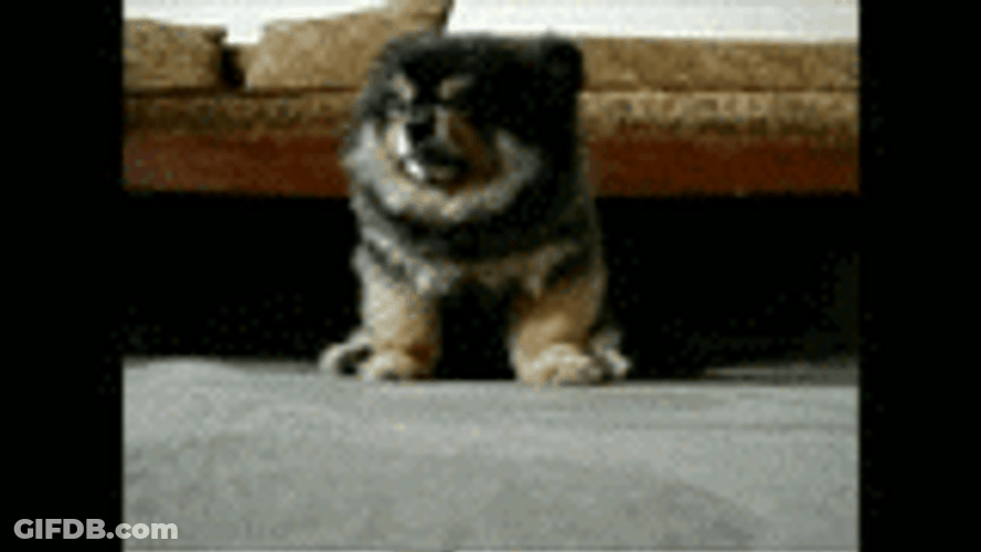 Sleepy Dog Slowly Laying Down GIF