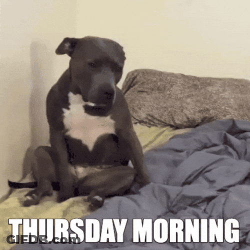 Sleepy Dog Thursday Morning Meme GIF
