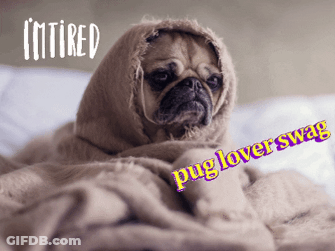 Sleepy Dog Tired Pug GIF