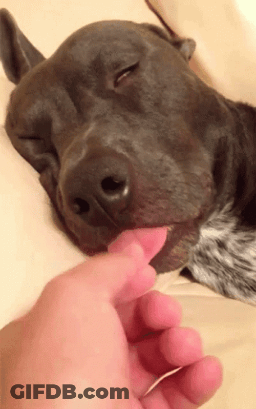 Sleepy Dog Tongue Pull GIF