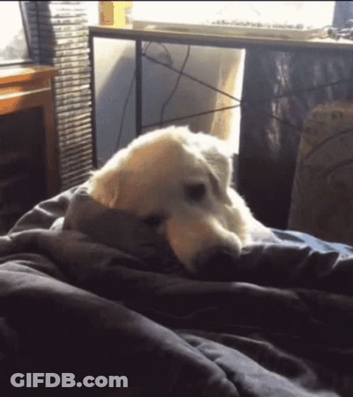 Sleepy Dog Tucked In GIF
