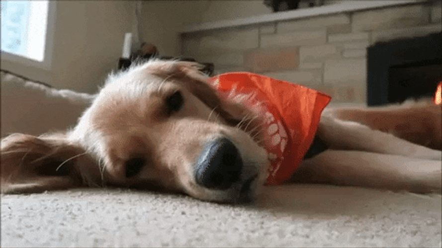 Sleepy Dog Winking GIF