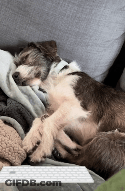 Sleepy Dog Work From Home GIF