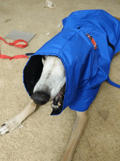 Sleepy Dog Yawn GIF