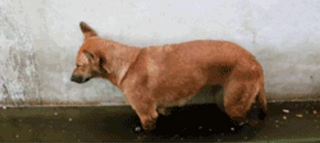 Sleepy Dorgi Dog GIF