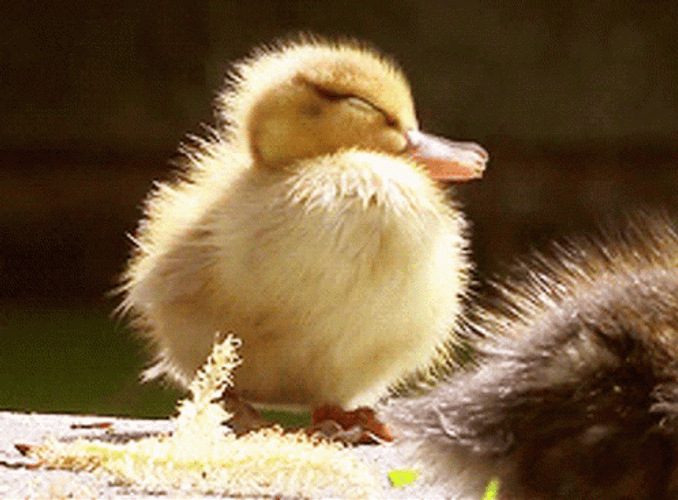 Sleepy Duck Yawning GIF