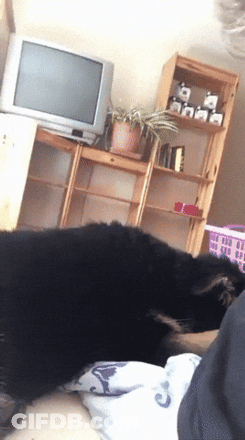 Sleepy Good Morning Goofy Dog GIF