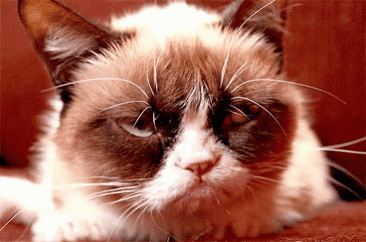 Sleepy Grumpy Cat GIF