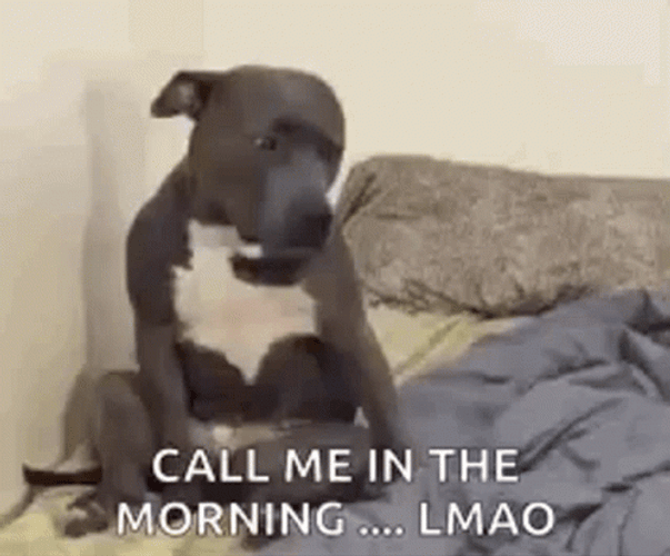 Sleepy Head Funny Dog Meme GIF