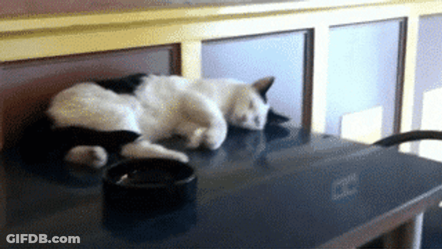 Sleepy Head Good Morning Cat GIF
