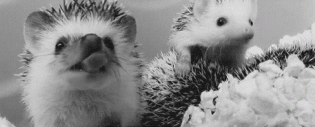 Sleepy Head Hedgehogs GIF