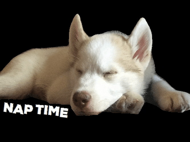 Sleepy Husky Pup Enjoys Nap Time Bliss GIF