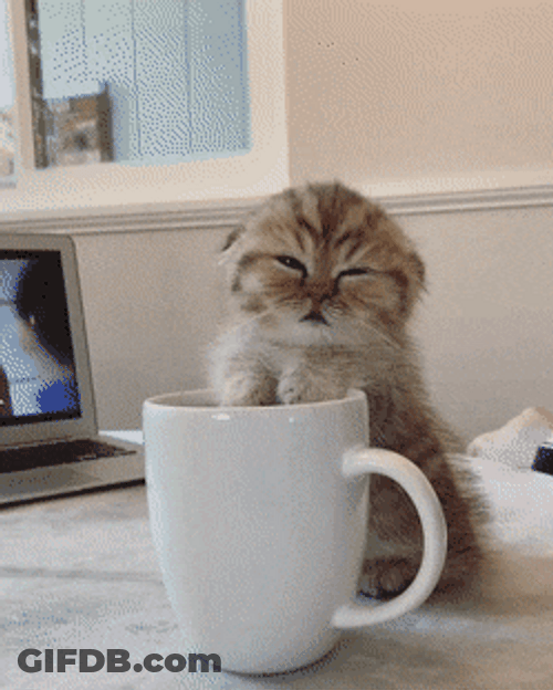 Sleepy Kitten Need Coffee GIF