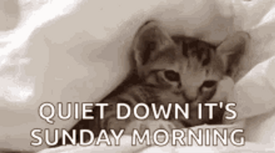 Sleepy Kitten On Sunday Morning GIF